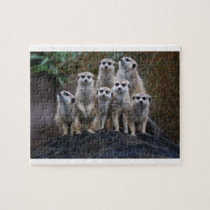 Erdmännchen Tier Safari Afrika Niedlich Suricate