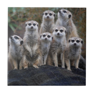 Erdmännchen Tier Safari Afrika Niedlich Suricate Fliese