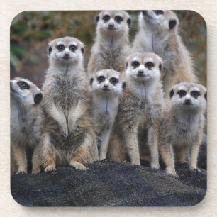 Erdmännchen Tier Safari Afrika Süße Suricata Untersetzer