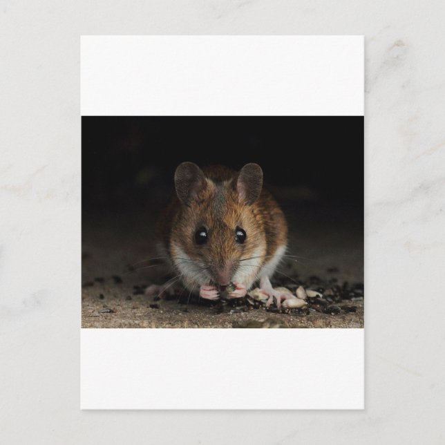 Erdnuss der Holzmäuse Postkarte (Vorderseite)