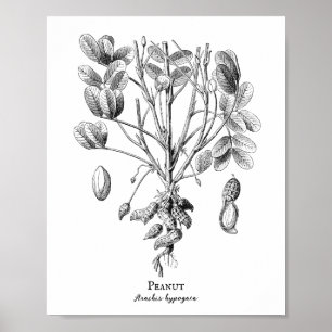 Erdnuss-Vintage-Illustration Poster