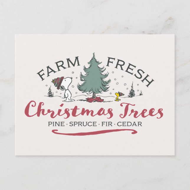 Erdnüsse | Bauernhof Frische Weihnachtsbaumen Postkarte (Vorderseite)