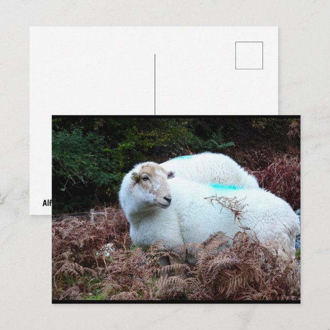 Erfasstes Mutterschaf Postkarte (Vorne/Hinten)