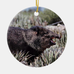 Ergatterter Peccary (javelina) gähnend unter dem Keramikornament