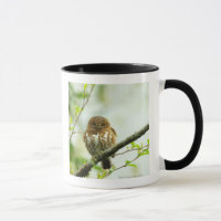 Ergatterter Pigmy Owlet, der auf Baumast hockt,