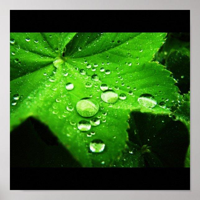 Ergreifung des Regens Poster (Vorne)