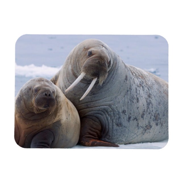 Erholung von Walruskühe und Kalb auf einer Meerese Magnet (Horizontal)