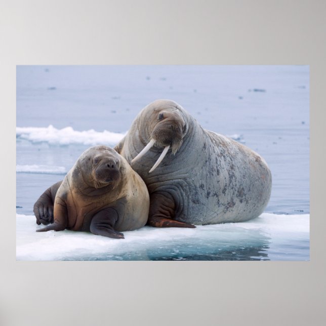 Erholung von Walruskühe und Kalb auf einer Meerese Poster (Vorne)