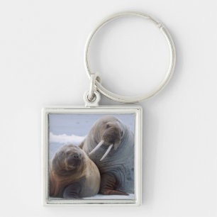 Erholung von Walruskühe und Kalb auf einer Meerese Schlüsselanhänger