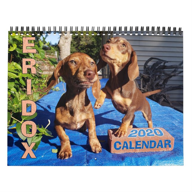 Eridox-Dackeln 2020-Kalender Kalender (Titelbild)