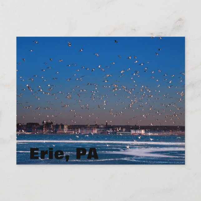 Erie, PA skyline Postkarte (Vorderseite)