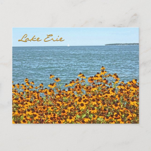 Erie- und brauner mit Augen Susans/Seeufer, Ohio Postkarte (Vorderseite)