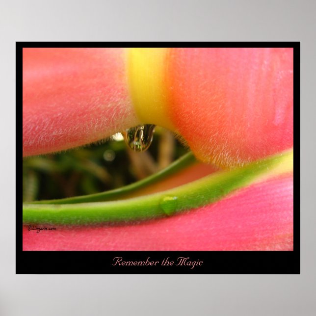 Erinnern Sie sich an das Magic Heliconia Poster Pr (Vorne)