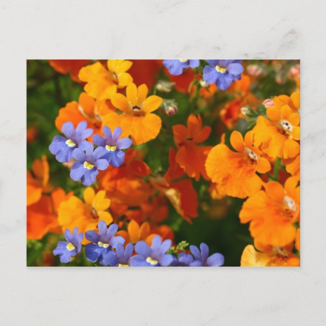 Erinnerung des Frühlings Postkarte (Vorderseite)