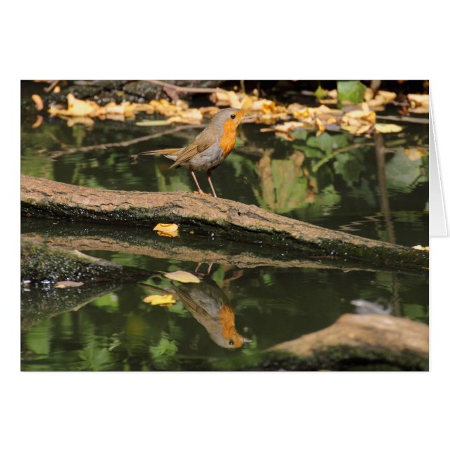 Erithacus rubecula (Vorderseite (Horizontal))