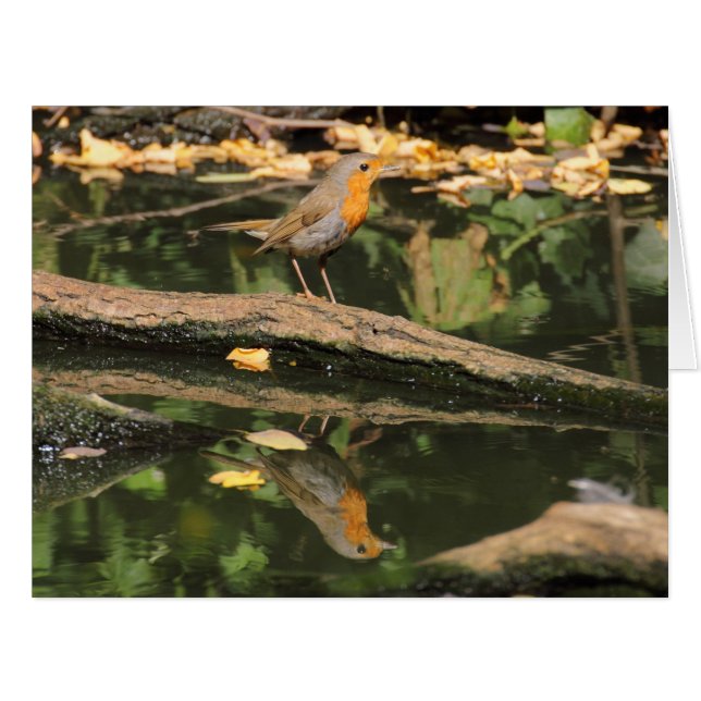 Erithacus rubecula (Vorderseite (Horizontal))