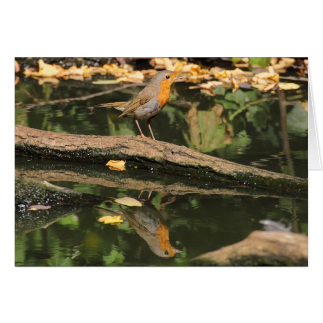 Erithacus rubecula (Vorderseite (Horizontal))