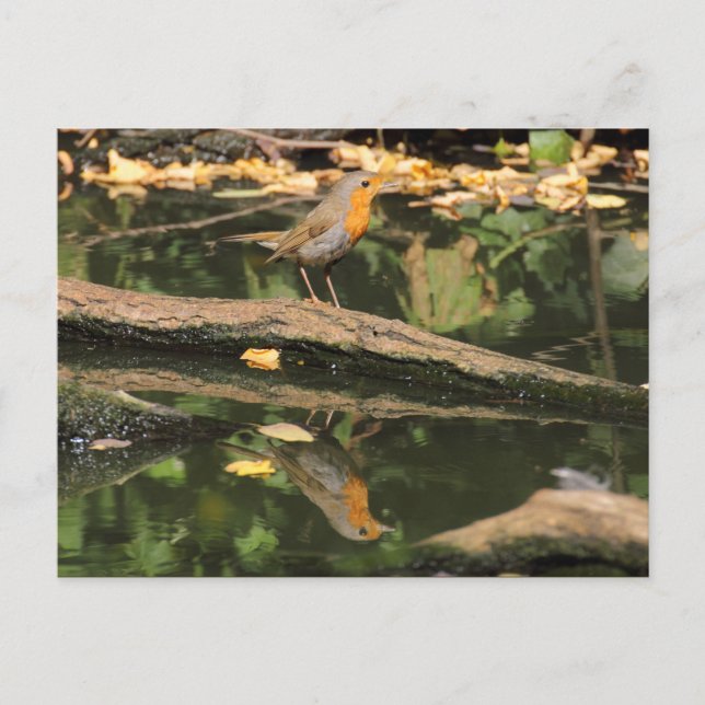 Erithacus rubecula postkarte (Vorderseite)