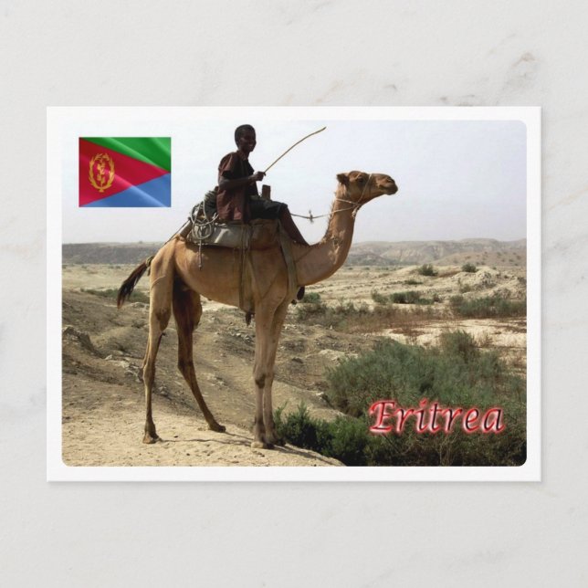 Eritrea - Kamel - Postkarte (Vorderseite)