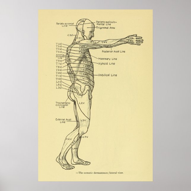 Erkrankungen des Nervensystems Chiropraktisch Poster (Vorne)