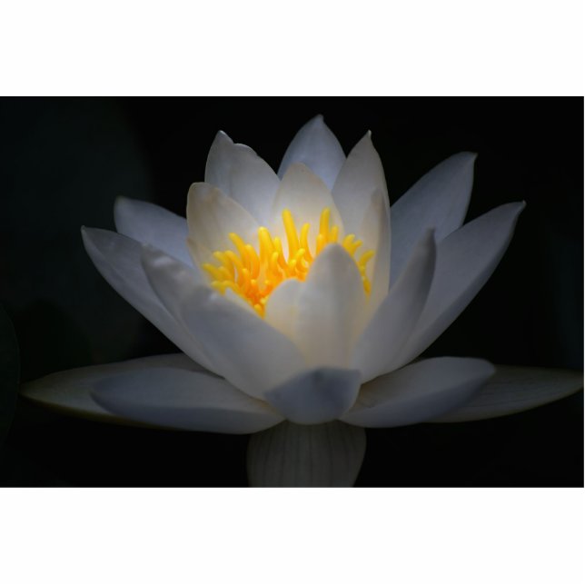 Erleuchtung Freistehende Fotoskulptur (Vorne)