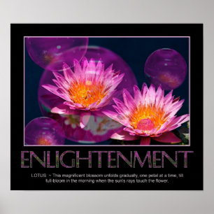 Erleuchtung Poster - Wasserlilie - Lotus