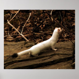 Ermine Poster