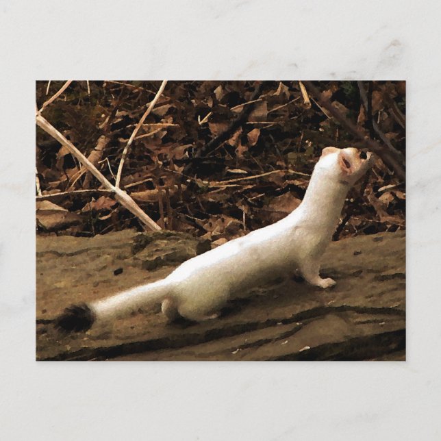 Ermine Postkarte (Vorderseite)