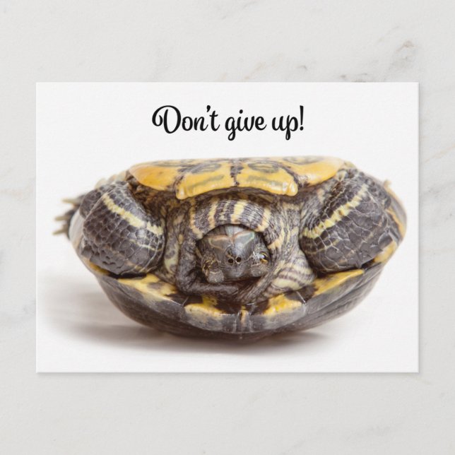 Ermutigung von Schildkröten nicht auf den Kopf Postkarte (Vorderseite)