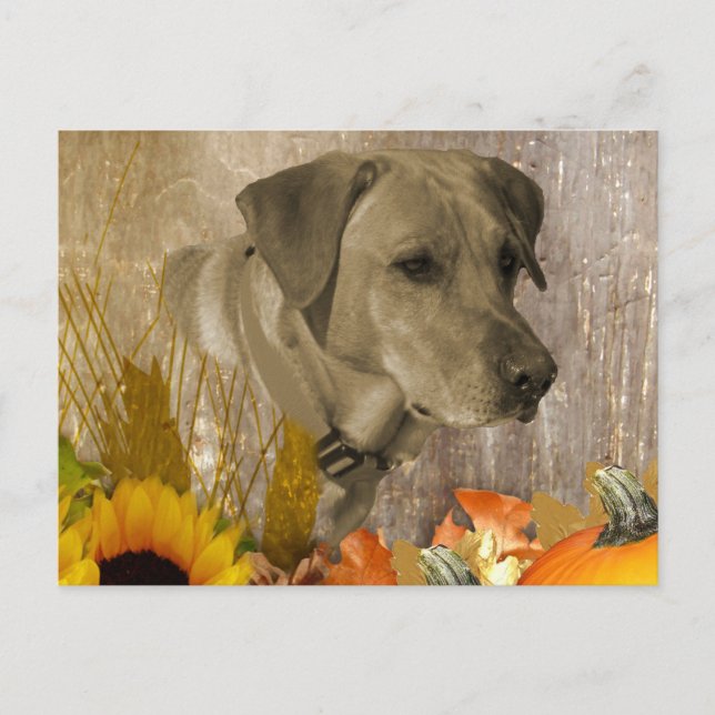 Ernest Labrador Retriever Postkarte (Vorderseite)