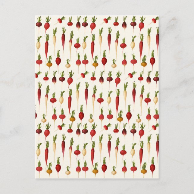 Ernst Benary's Radish-Sorten Postkarte (Vorderseite)