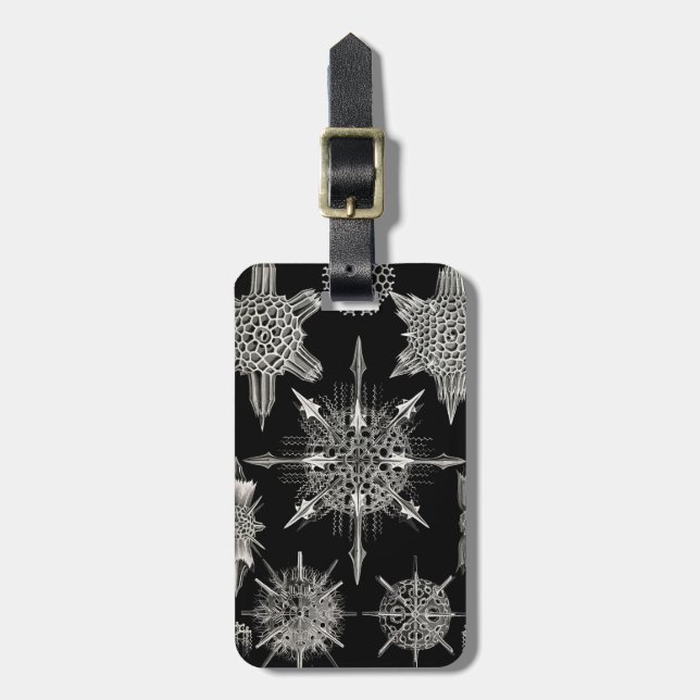 Ernst Haeckel | Acanthophracta Gepäckanhänger (Vorderseite vertikal)