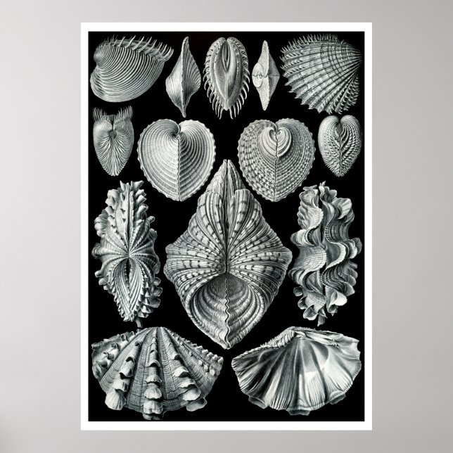 ERNST HAECKEL: Acephala, Quality Fine Art Poster (Vorne)