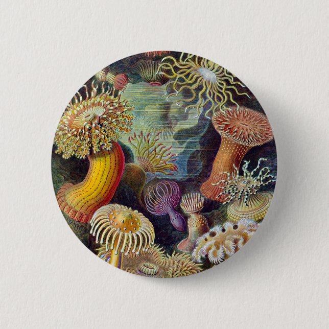 Ernst Haeckel - Actiniae Button (Vorderseite)