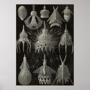 Ernst Haeckel - affiche de Cyrtoidea