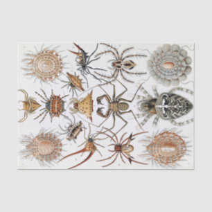 Ernst Haeckel Arachnida Spiders Poster Seidenpapier