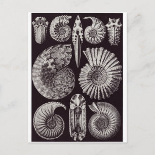 Ernst Haeckel Art Carte postale : Ammonitida