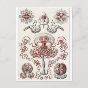 Ernst Haeckel Art Carte postale : Anthomedusae