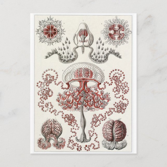 Ernst Haeckel Art Carte postale : Anthomedusae (Devant)