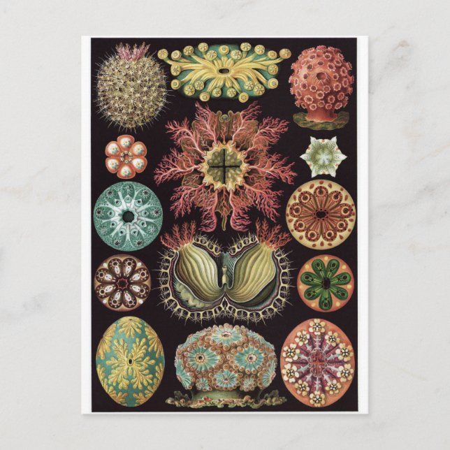 Ernst Haeckel Art Carte postale : Ascidiae (Devant)
