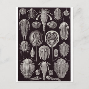 Ernst Haeckel Art Carte postale : Aspidonia