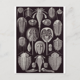 Ernst Haeckel Art Carte postale : Aspidonia