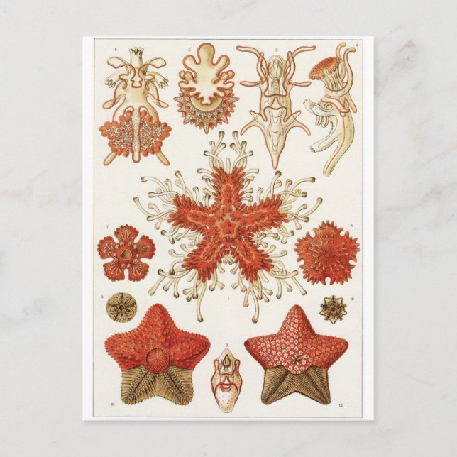 Ernst Haeckel Art Carte postale : Asteridea (Devant)