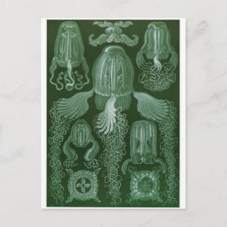 Ernst Haeckel Art Carte postale : Cubomedusae
