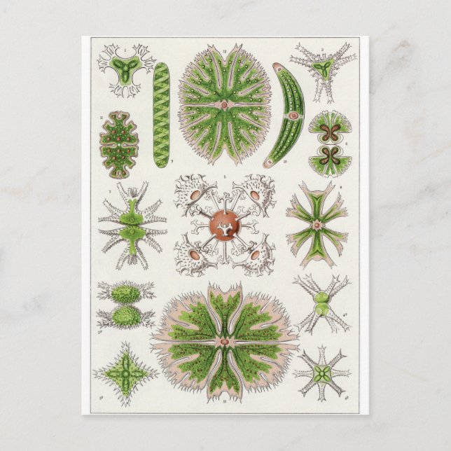 Ernst Haeckel Art Carte postale : Desmidiea (Devant)
