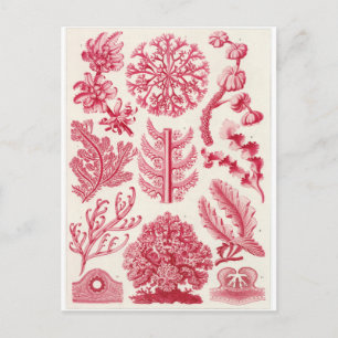 Ernst Haeckel Art Carte postale : Florideae