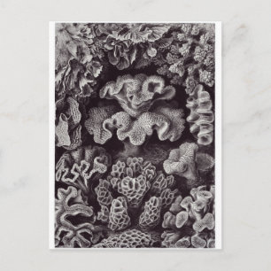Ernst Haeckel Art Carte postale : Hexacoralla