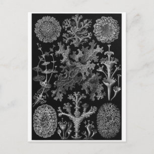 Ernst Haeckel Art Carte postale : Lichenes