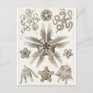 Ernst Haeckel Art Carte postale : Ophiodée