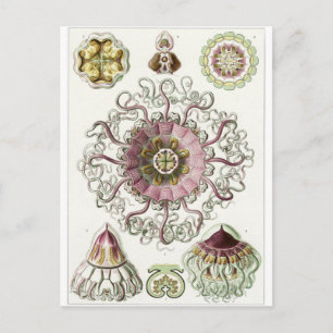 Ernst Haeckel Art Carte postale : Peromedusae